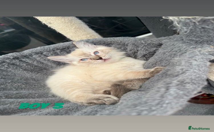 Ragdoll cats - Advert 6