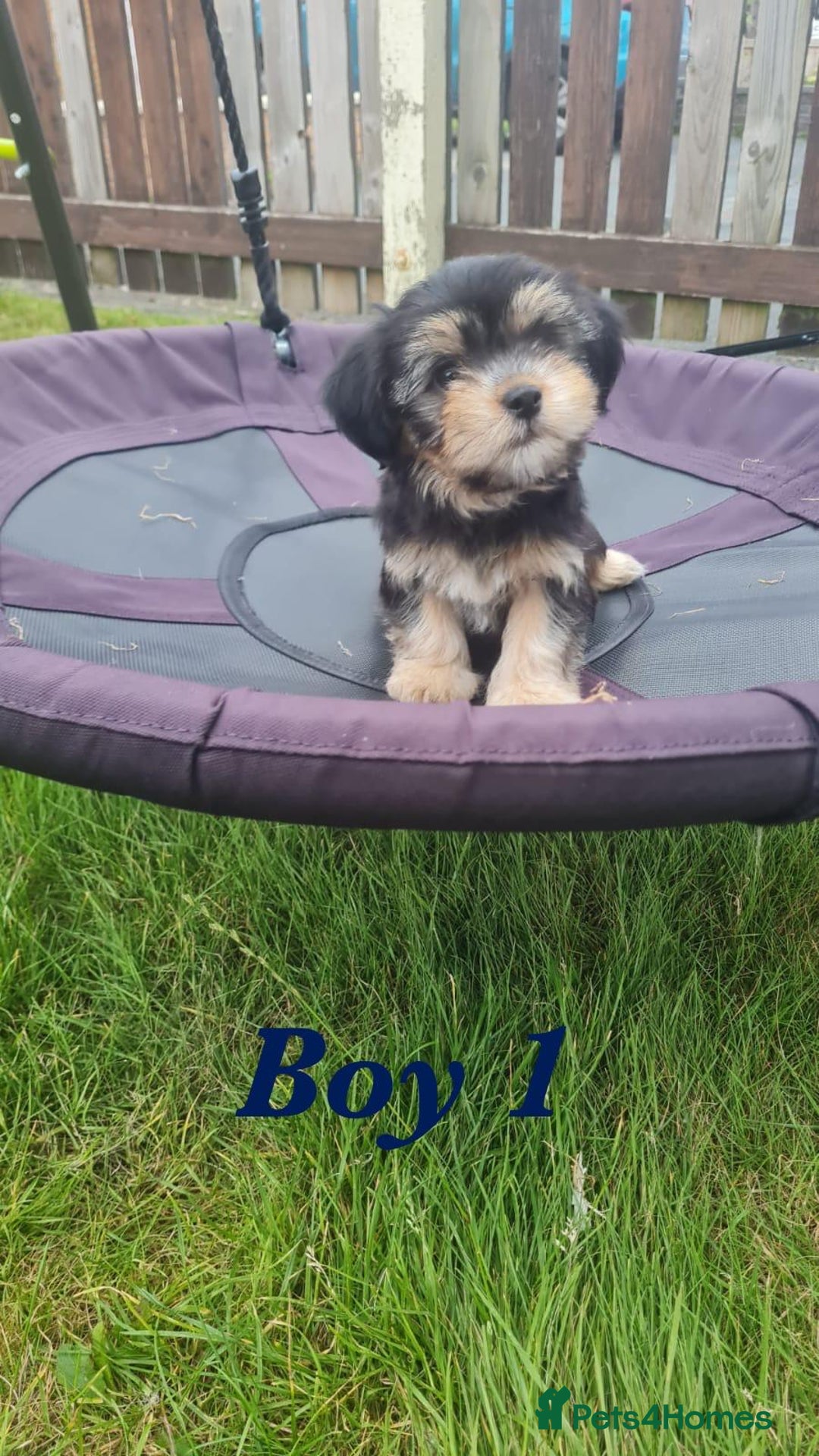 Shorkie dogs for sale: 4 beautiful shorkie pups fully vaccinated  - Image 2