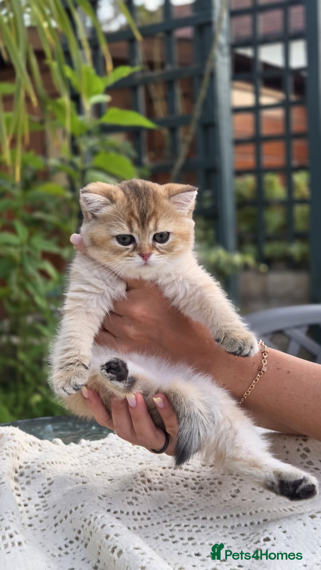 Scottish Fold cats Ready to leave Scottish Fold/Straight kittens ❤️  - Advert 1