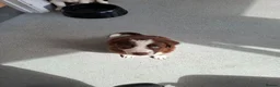 Border Collie dogs for sale: Brown Male Collie - Advert 1