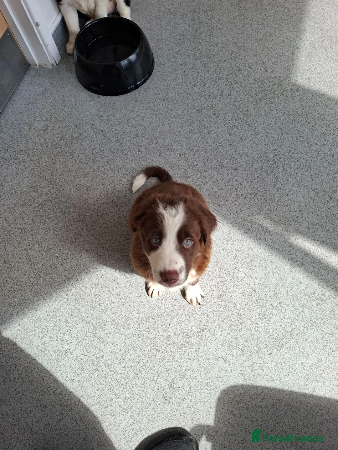 Border Collie dogs for sale: Brown Male Collie - Advert 1
