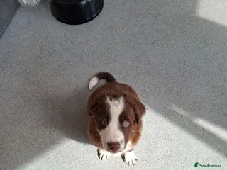 Border Collie dogs Brown Male Collie - Advert 1