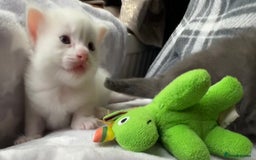 Ragdoll cats for sale: Stunning Ragdoll kittens super affectionate  - Image 6