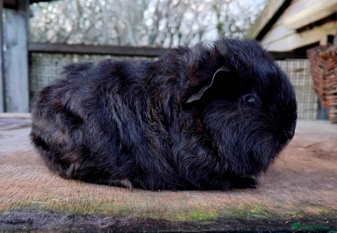 Guinea Pig rodents for sale: Swiss, Dalmation, Self Chocolate Boys and Girls - Advert 13