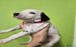 Dalmatian dogs for sale: 6 KC Dalmatian puppies Left - Image 32