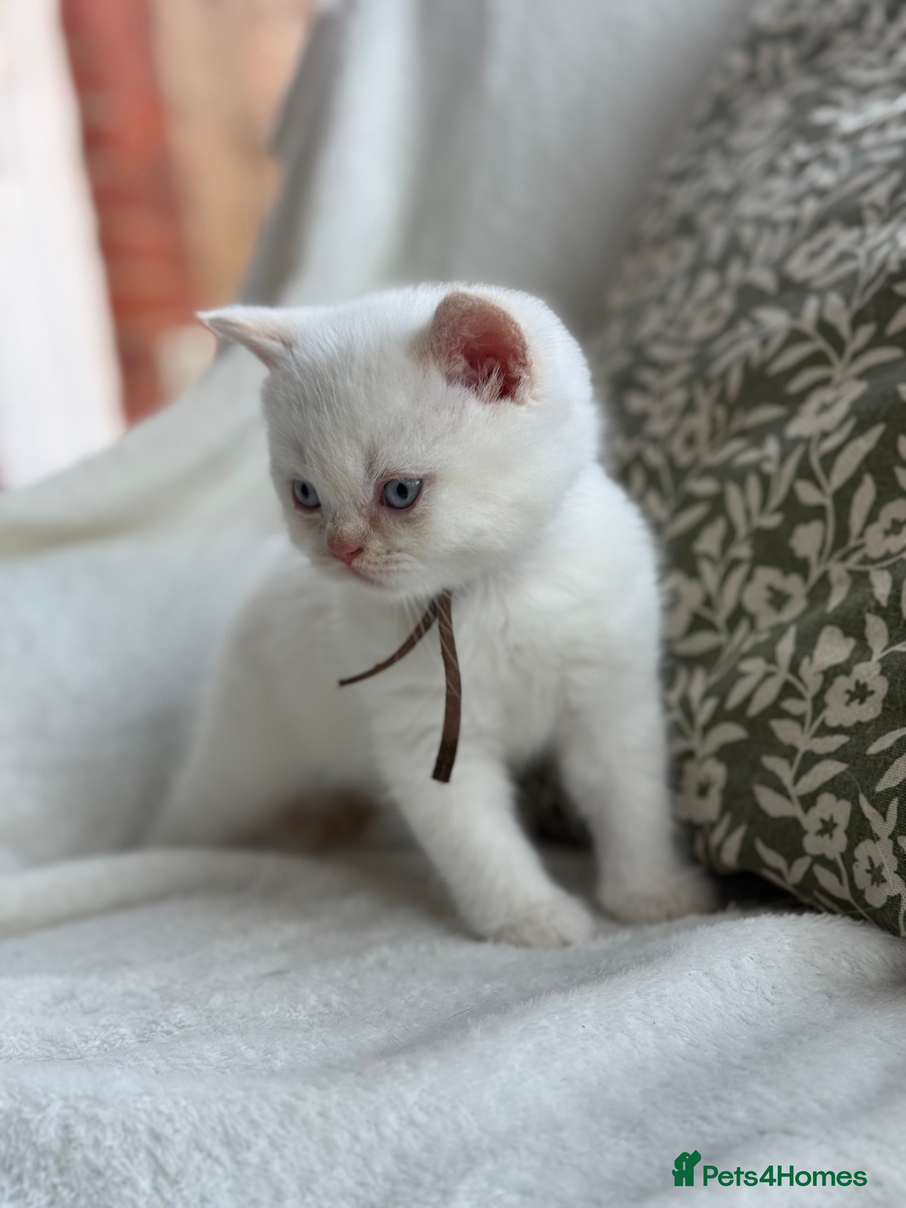 British Shorthair cats cream colour point boy gccf reg - Advert 14