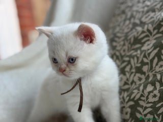 British Shorthair cats 2 cream colour point boys left - Advert 9