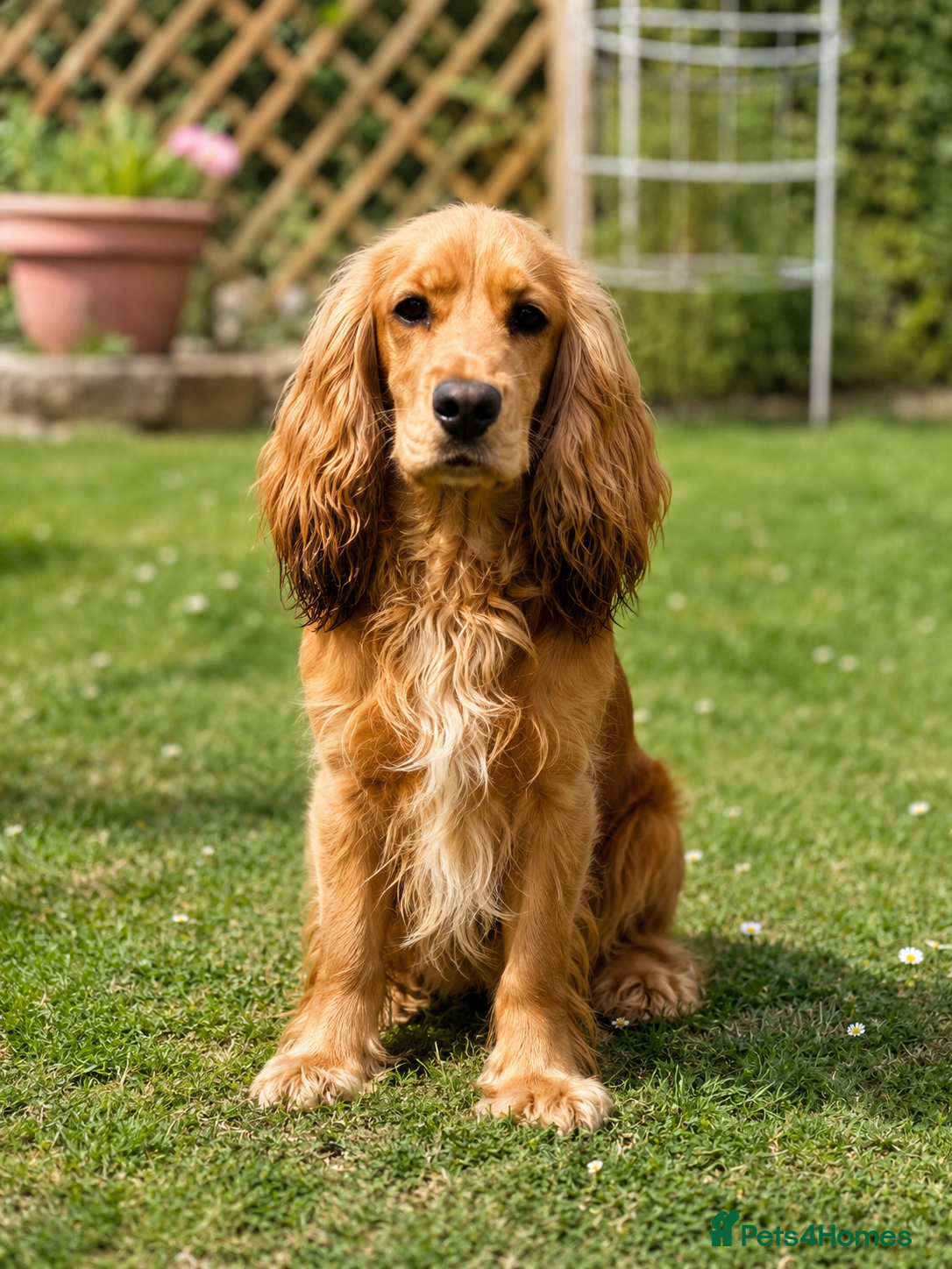 Cocker Spaniel dogs Stunning golden sable cocker spaniel for STUD - Advert 1
