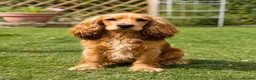 Cocker Spaniel dogs for stud: Stunning golden sable cocker spaniel for STUD in Sheerness - Advert 1