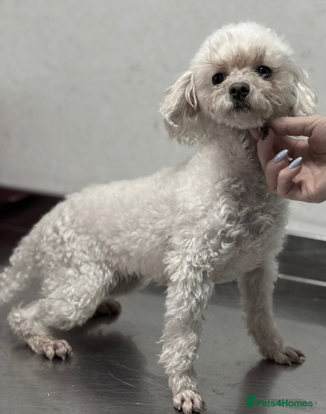 Poodle dogs for adoption: Lily: The Little Poodle Who Was Left to Die - Image 3