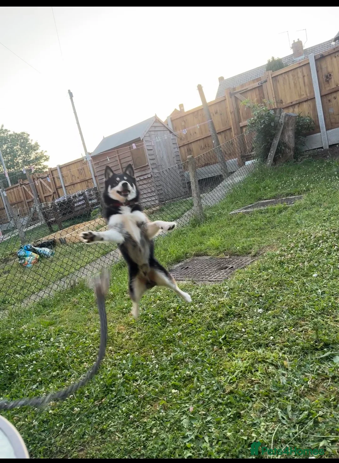 Pomsky dogs for sale: Apollo is needing a new home in Ipswich - Advert 5
