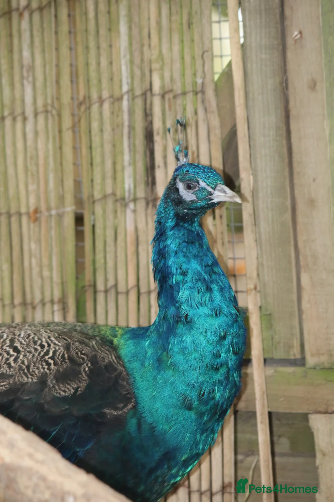 Peafowl poultry for sale: 2 Pairs of Indian Blue Peafowl - Advert 2