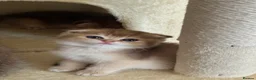 British Shorthair cats for sale: Scottish golden chinchilla ready for new homes  - Advert 13