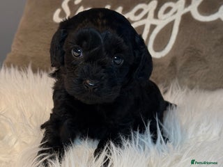 Cavapoo dogs F1 Cavapoo black Girl - Advert 14