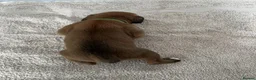 Boxer dogs for sale: 🐶KC Reg Boxer Puppies - Champion Bloodlines🐶 in Corby - Advert 13