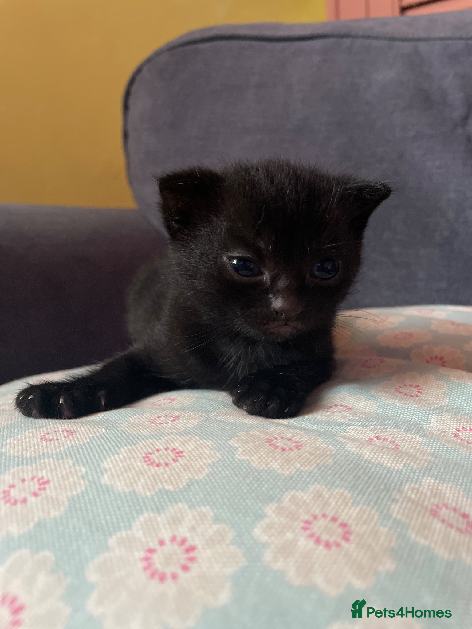 Mixed Breed cats for sale: Scottish mixed kittens  in Goole - Advert 3