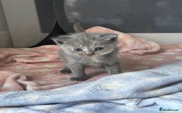 British Longhair cats for sale: 3 beautiful blue eyed British longhair - Image 1