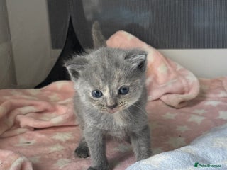 British Longhair cats - Advert 1