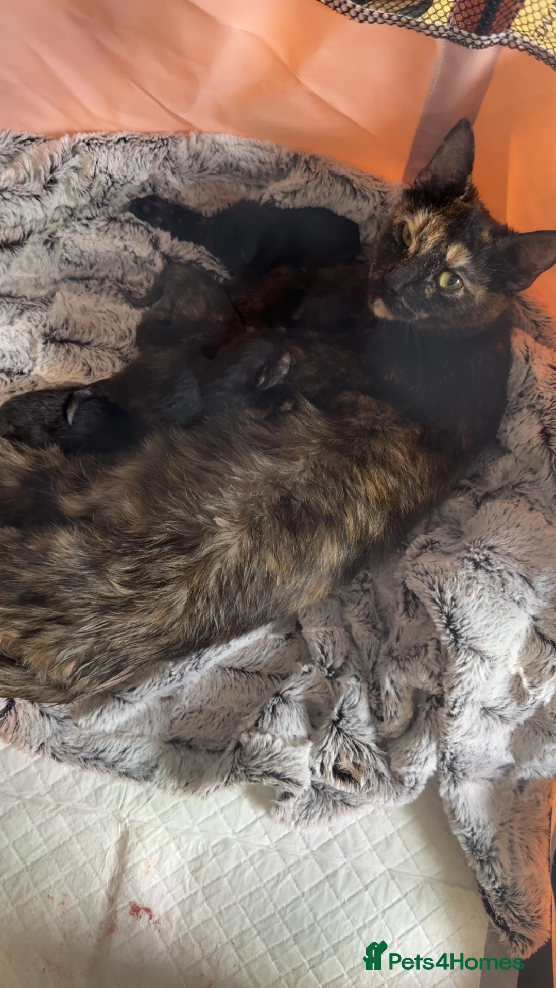 Mixed Breed cats for sale: 5 Tortoise shell kittens - Advert 2