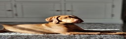 Hungarian Vizsla dogs for sale: Hungarian vizsla  - Advert 5