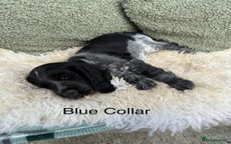Cocker Spaniel dogs for sale: KC Registered Show Type Cocker Spaniels - Image 5