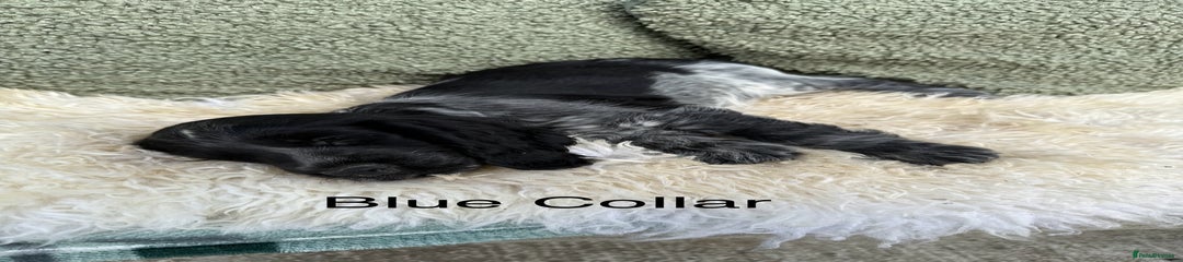 Dark Blue Collar