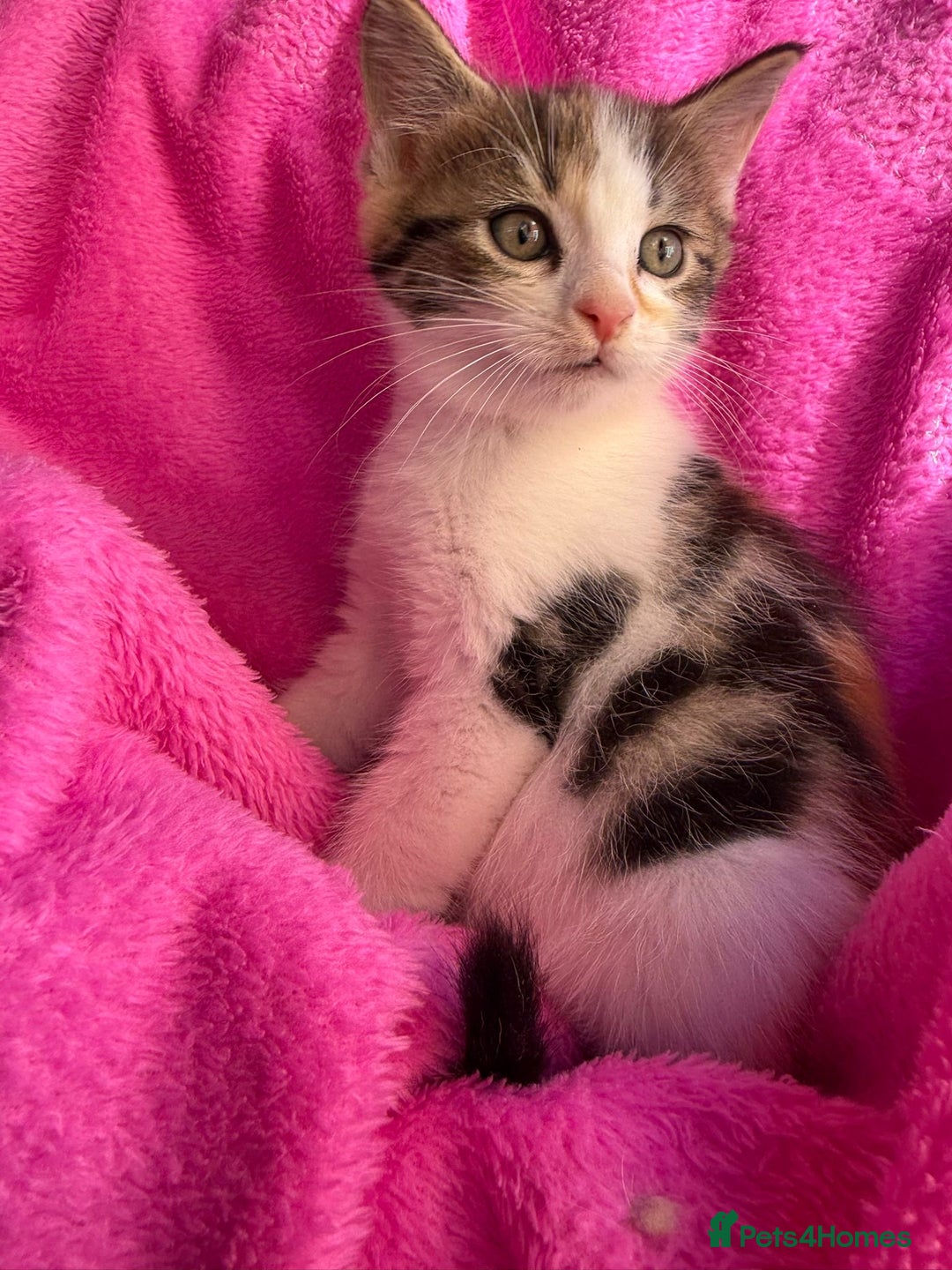 Maine Coon cats for sale: Beautiful Maine Coon Cross Kittens  - Image 4
