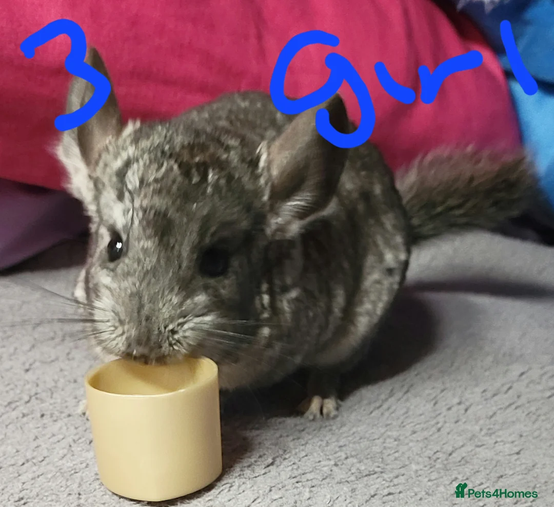 Chinchilla rodents for sale: Baby female chinchillas - Advert 2