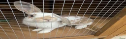 Mixed Breed rabbits for sale: Bonded Pair of Female Rabbits + Full Setup – £300 - Advert 5