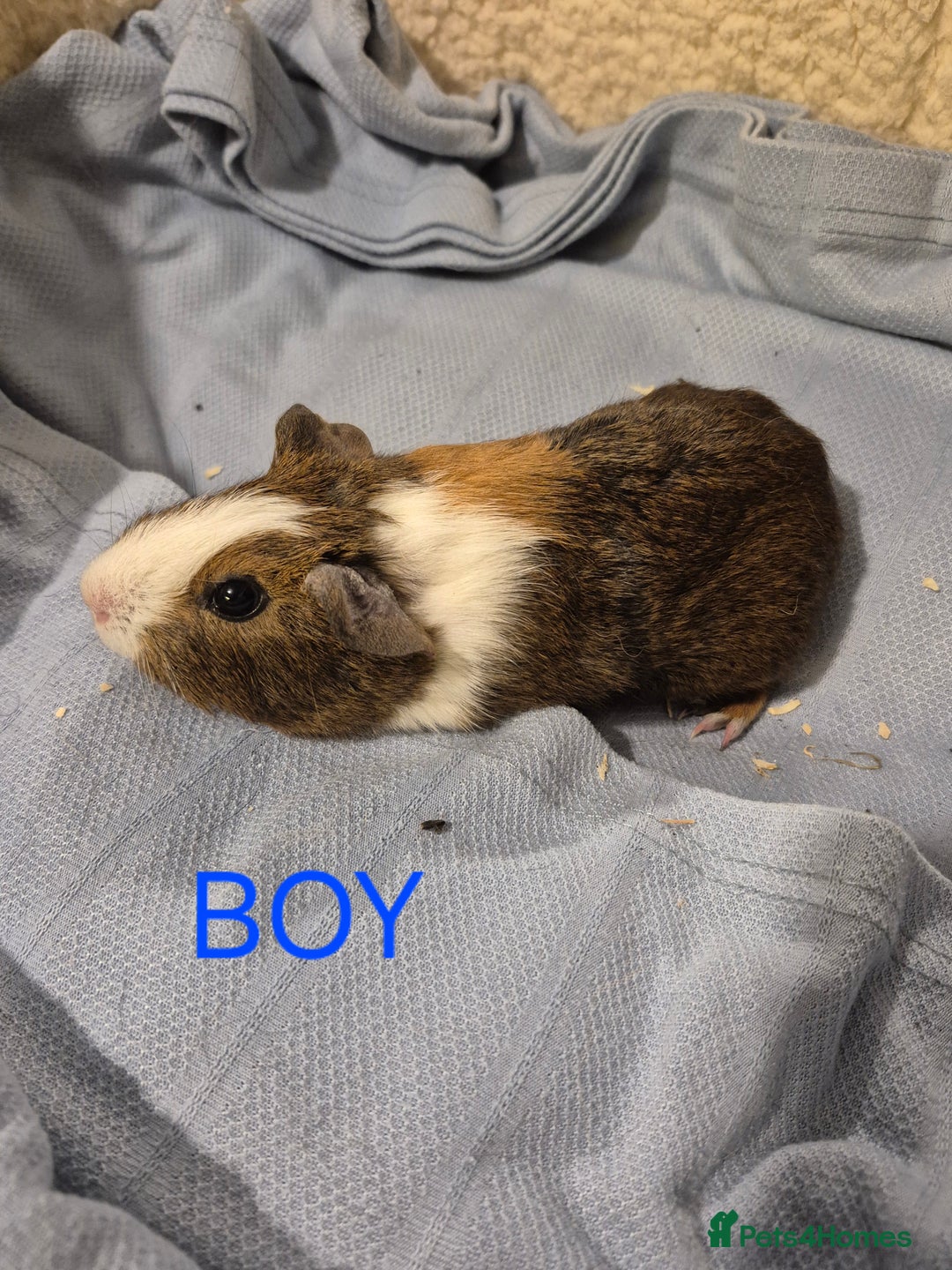 Guinea Pig rodents for sale: Mixed piggies for sale  - Advert 12