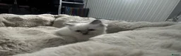 Ragdoll cats for sale: READY Sunday cute full ragdoll kittens 2 left - Advert 26