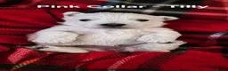 West Highland Terrier dogs for sale: Gorgeous West Highland Terrior Puppies!! - Advert 4