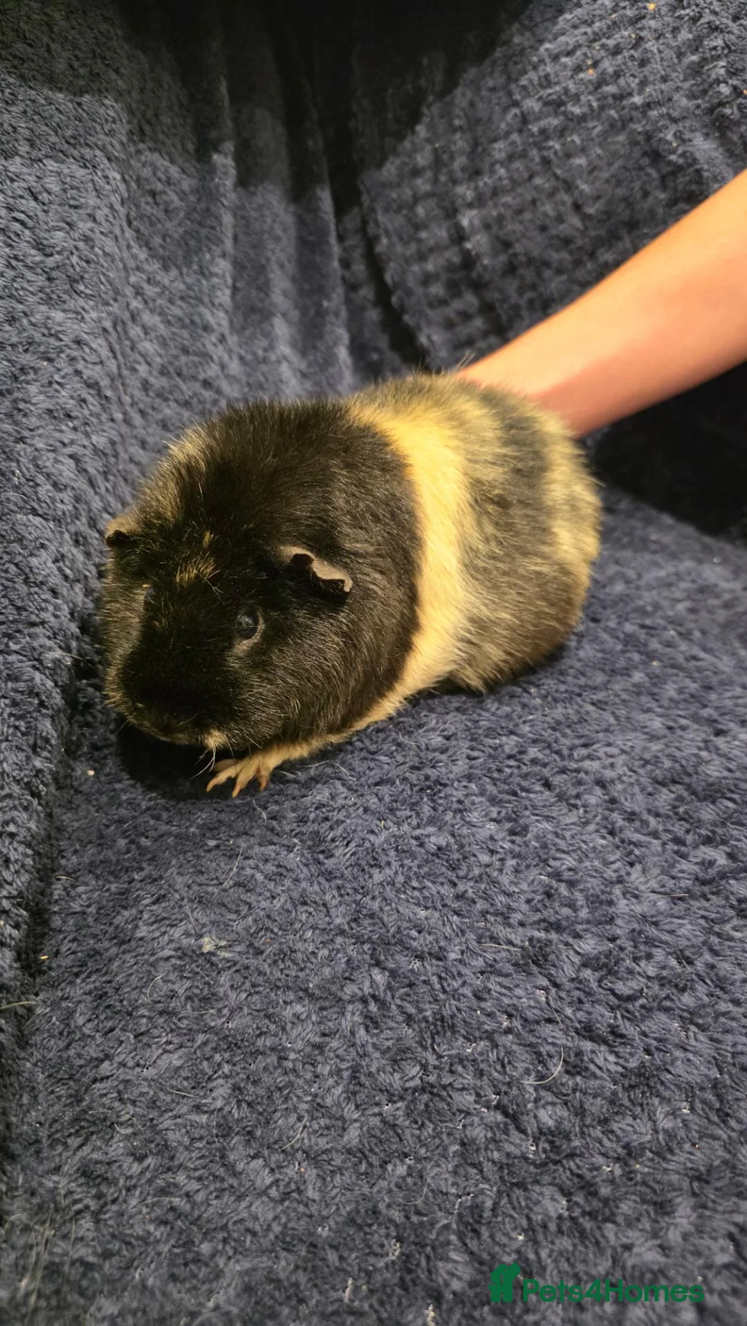Guinea Pig rodents for sale: 2 Female Guinea Pigs & Hutch 💖 - Advert 1