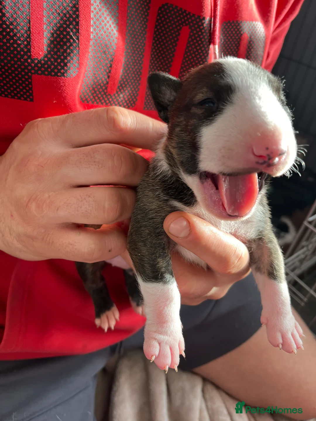 English Bull Terrier dogs for sale: Bull terrier standard. KC registered. BOY - Advert 17