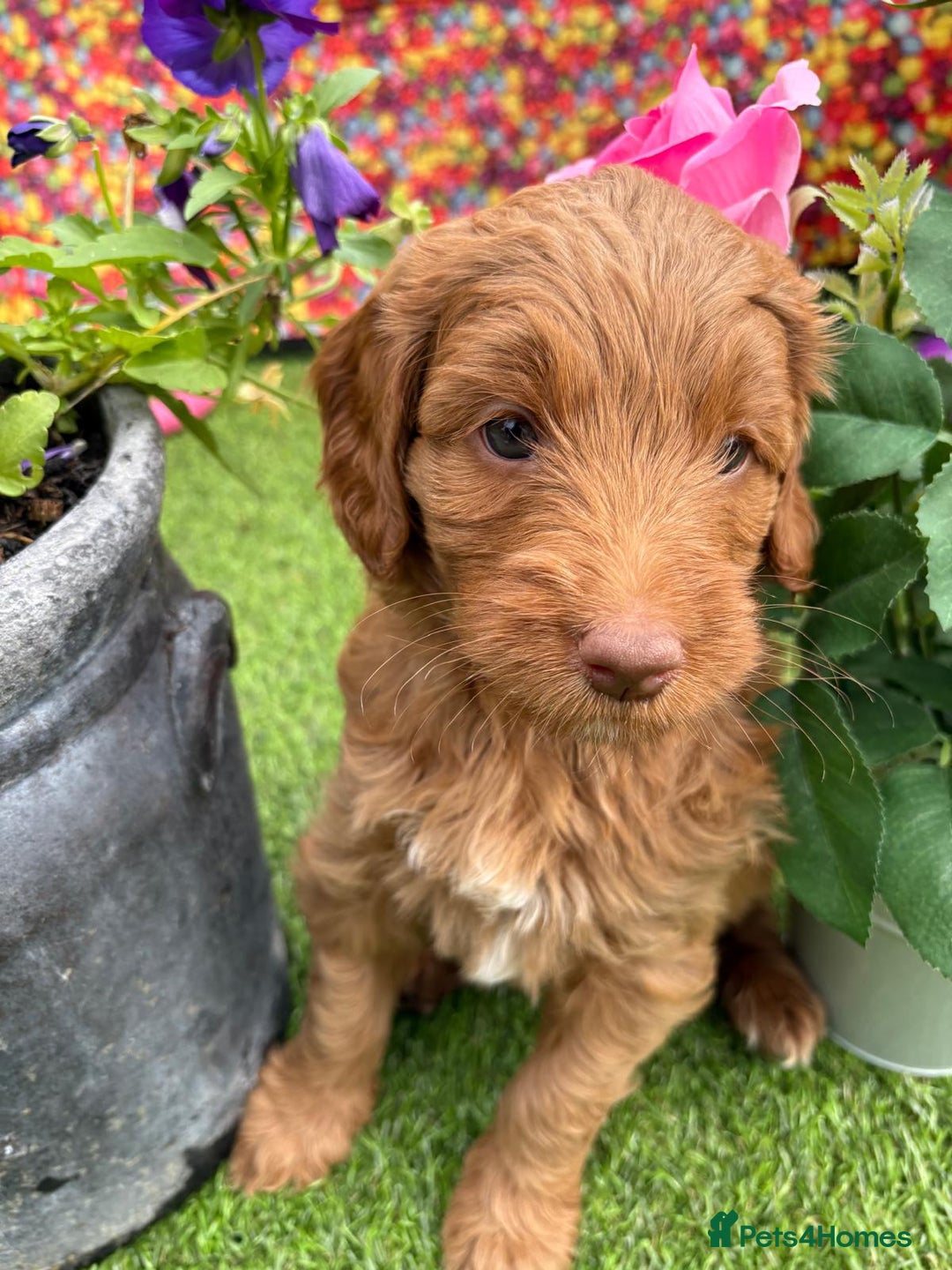 Australian Labradoodle dogs for sale: Australian Labradoodle - Image 10