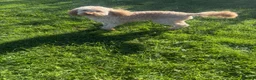 Miniature Poodle dogs for sale: KC registered miniature poodle  - Advert 5