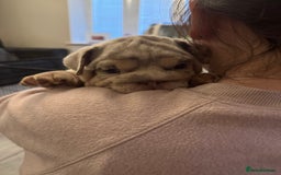 English Bulldog dogs for sale: Bettie & 007 babies short compact   - Image 13