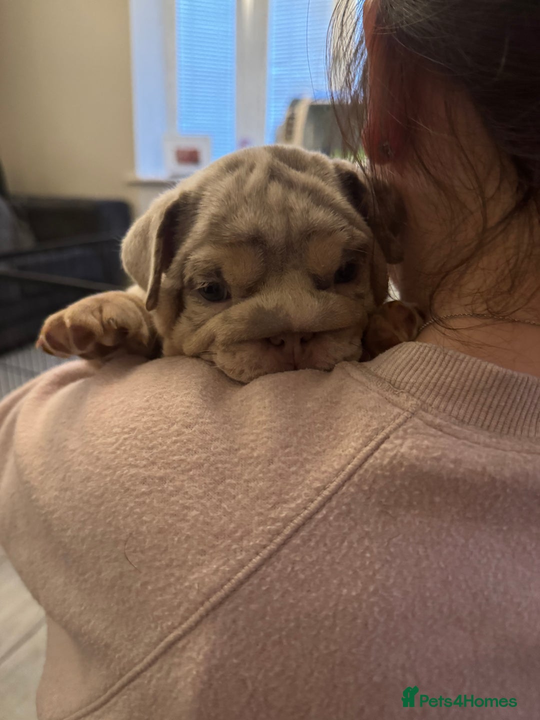 English Bulldog dogs for sale: Bettie & 007 babies short compact   - Image 13