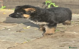 German Shepherd dogs for sale: German Shepherd Puppies KC registered - Image 3