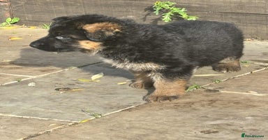 German Shepherd dogs - Advert 10