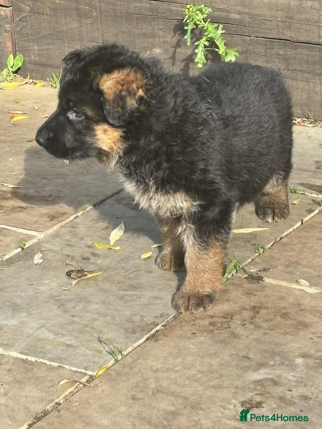 German Shepherd dogs for sale: German Shepherd Puppies KC registered - Image 3