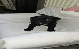 Mixed Breed dogs for sale: Huge American akita x cane corso pups - Advert 26