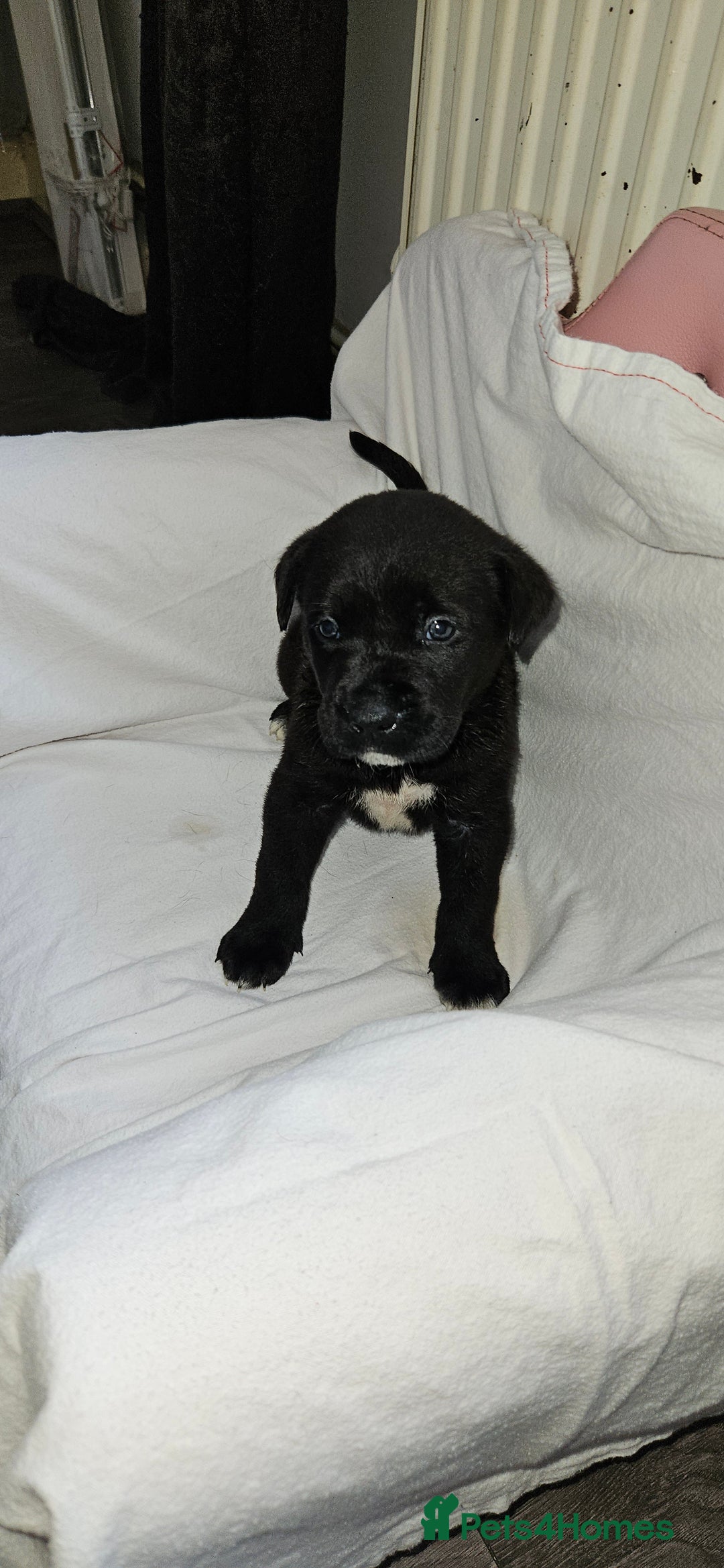 Mixed Breed dogs for sale: Huge American akita x cane corso pups - Advert 26