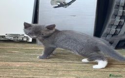 British Shorthair cats for sale: British shorthair kittens  - Image 8