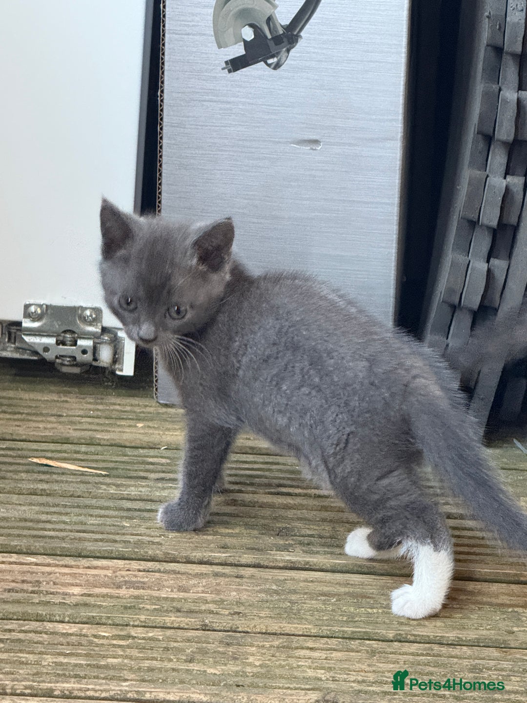 British Shorthair cats for sale: British shorthair kittens  - Image 8