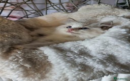 Ragdoll cats for sale: Quality Tica reg Ragdoll kittens  - Image 28