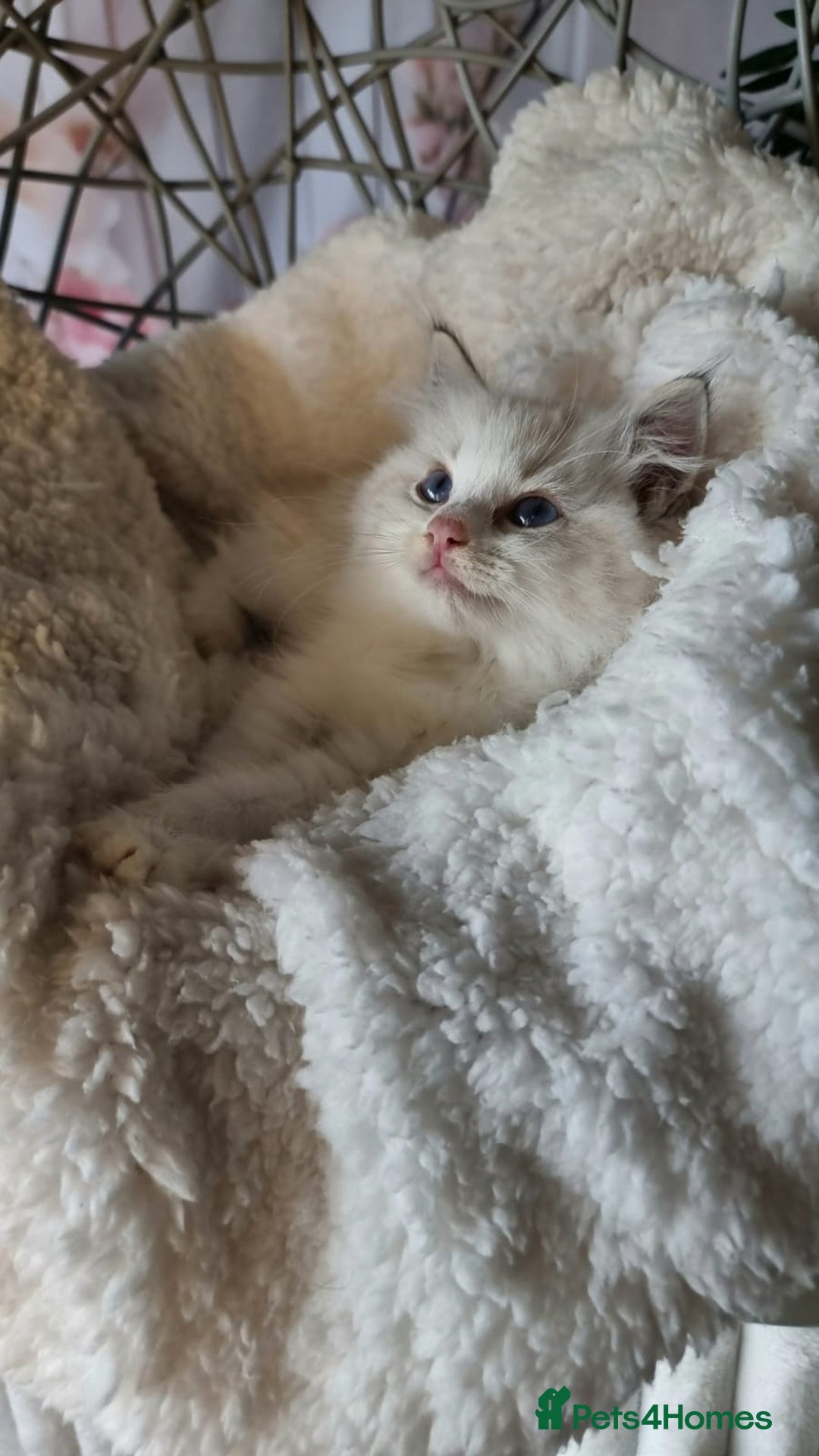 Ragdoll cats for sale: Quality Tica reg Ragdoll kittens  - Image 28