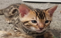 Bengal cats for sale: Bengal kittens  - Image 14