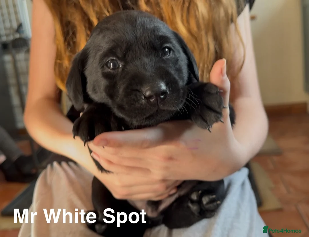 Labrador Retriever dogs for sale: Absolutely stunning Labrador puppies for sale - Advert 20