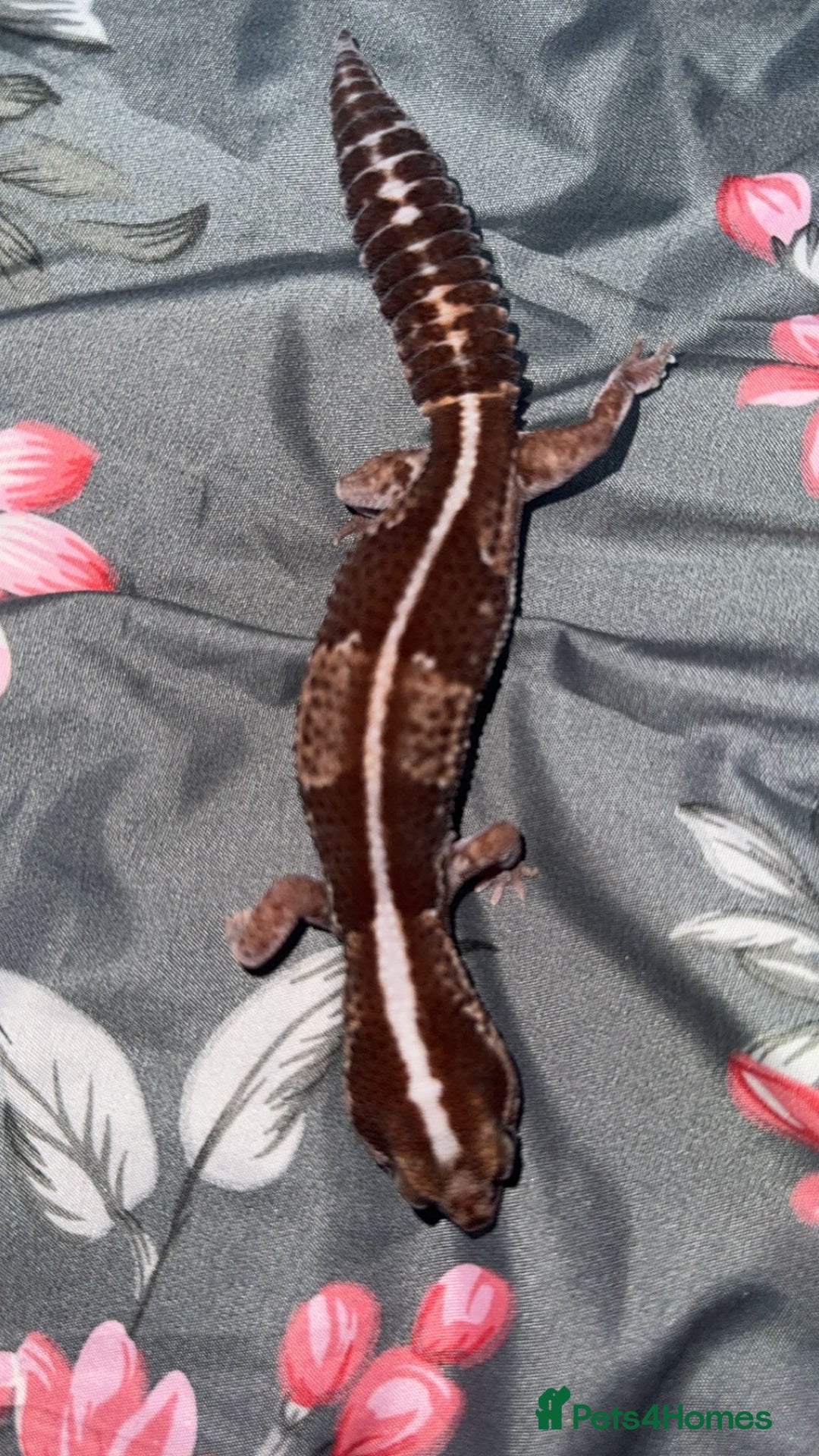 Gecko reptiles for sale: Breeding Adults Leopards and African Fat Tails  - Image 7